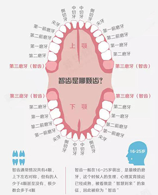 智齿位置示意图