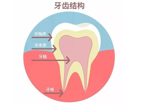 牙齿的结构示意图 牙齿的结构示意图