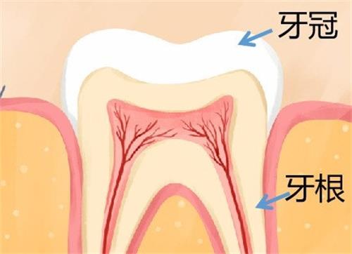 ‌孕婦杜牙根危險嗎？必看！香港牙醫親解風險/替代方案/可靠期選擇‌