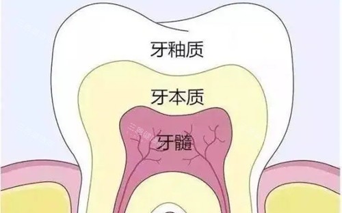 牙齿不同层次卡通示意图