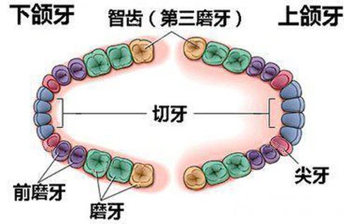 智齿生长位置示意图