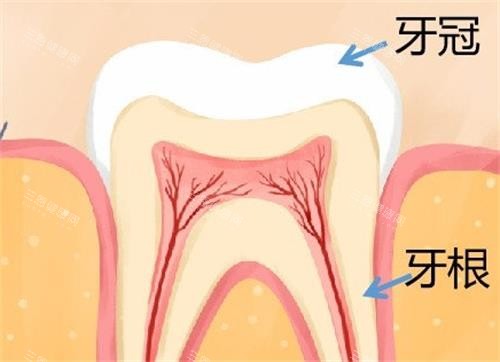 香港杜牙根價錢全攻略！從檢查到完成要多少錢？呢份清單幫你避開隱形消費！