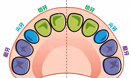 宝宝牙齿分布图
