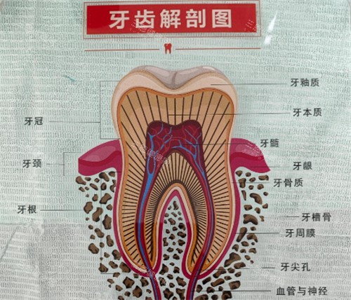 牙齿解刨图