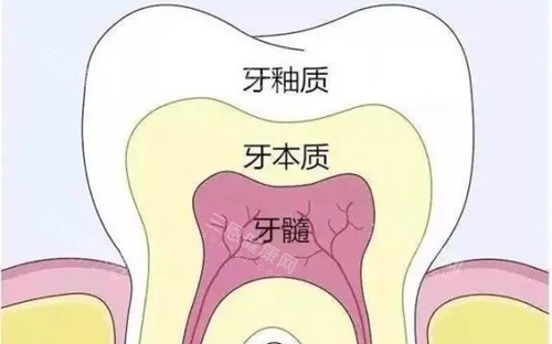 牙齿不同层次卡通示意图