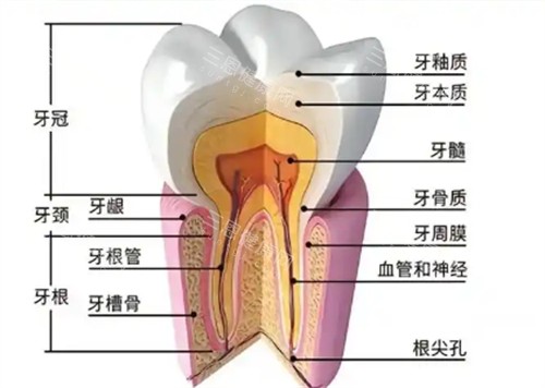 牙齿横切面展示